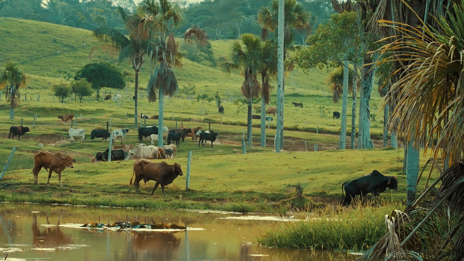 Amazon: The Lost Land