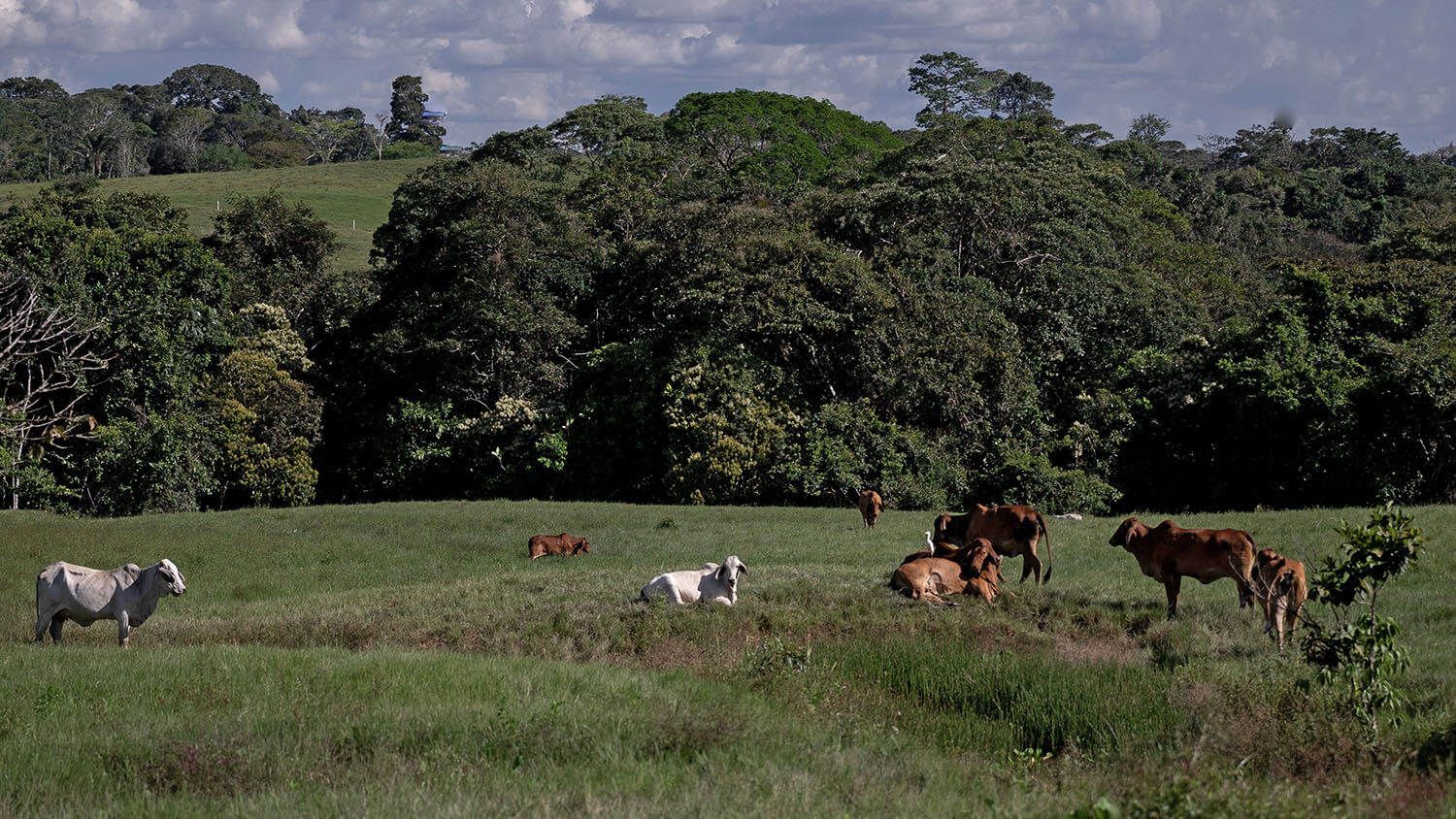 Amazon: The Lost Land
