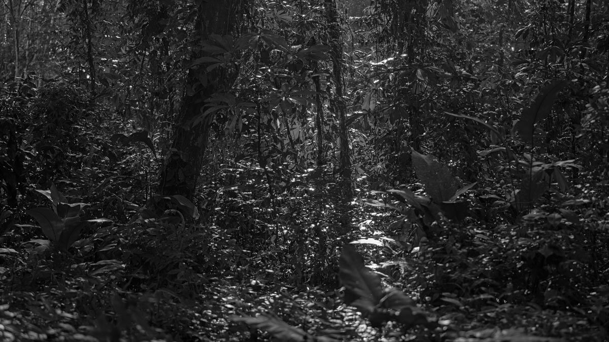 Amazon: The Lost Land