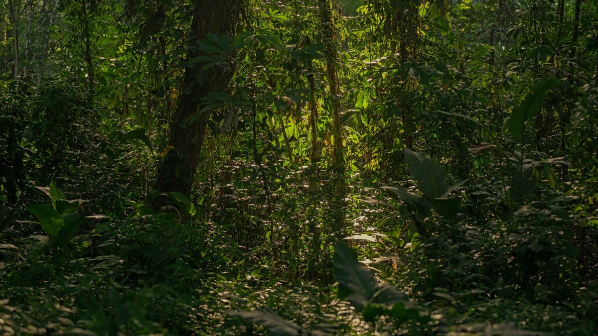 Amazon: The Lost Land