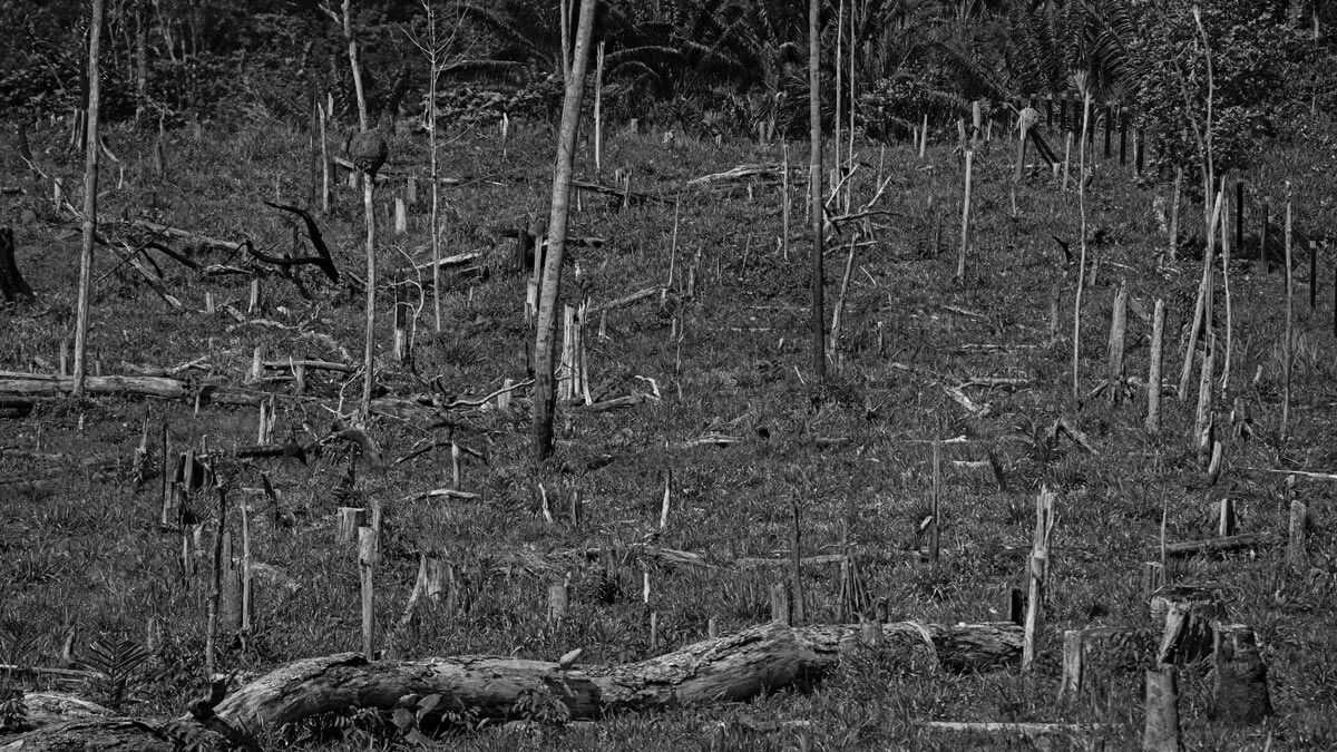 Amazon: The Lost Land