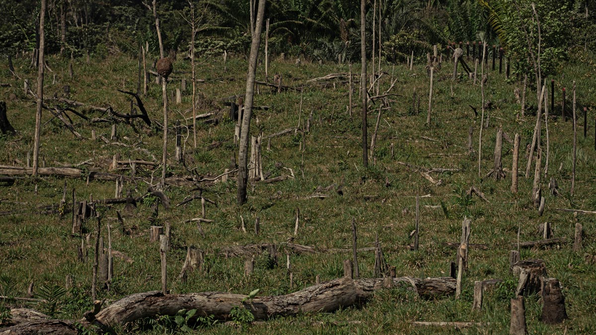 Amazon: The Lost Land
