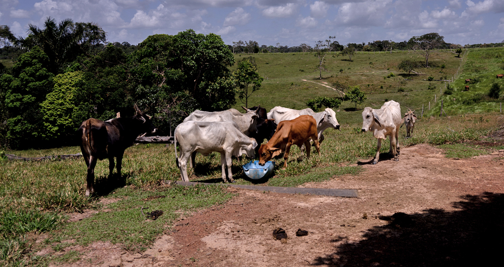Cows are eating the Amazon
