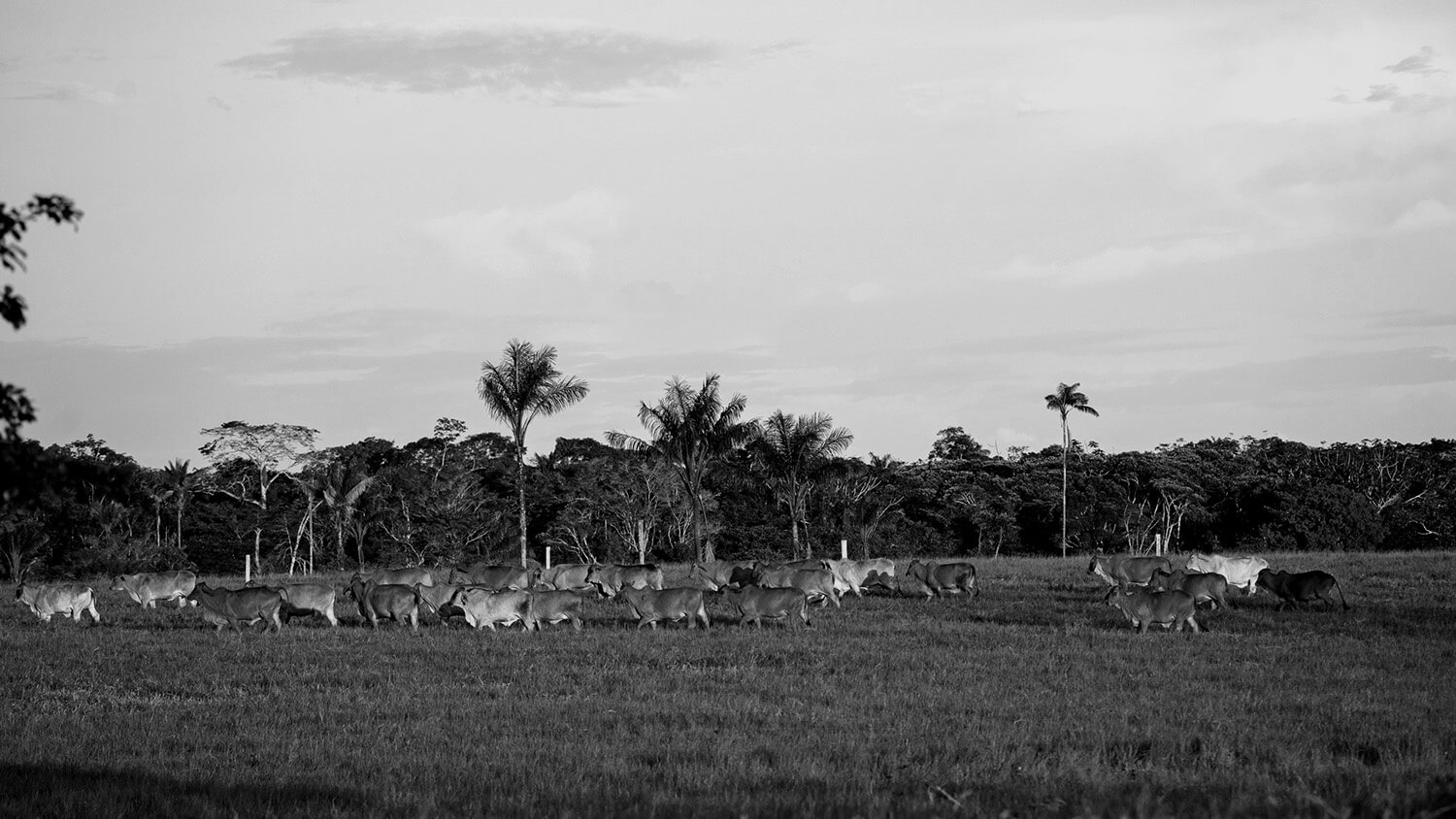 Amazonía: La tierra perdida