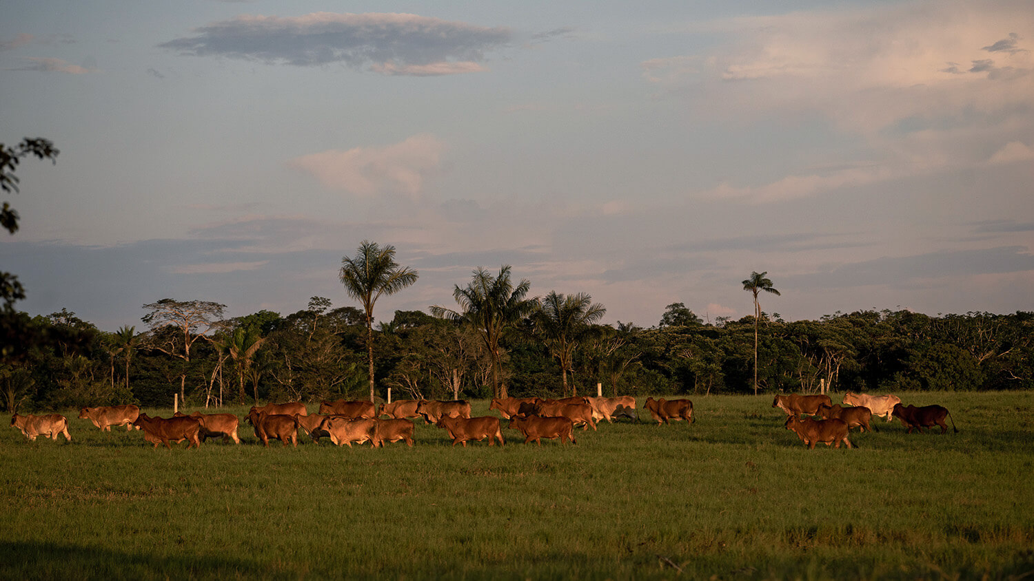 Amazonía: La tierra perdida