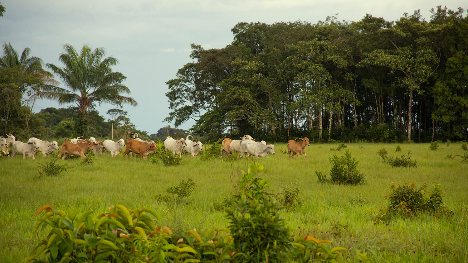 Amazonía: La tierra perdida