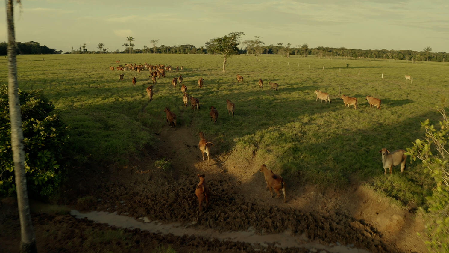 Amazonía: La tierra perdida
