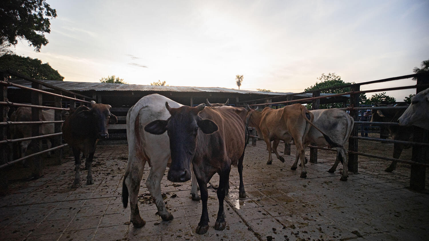 Amazonía: La tierra perdida