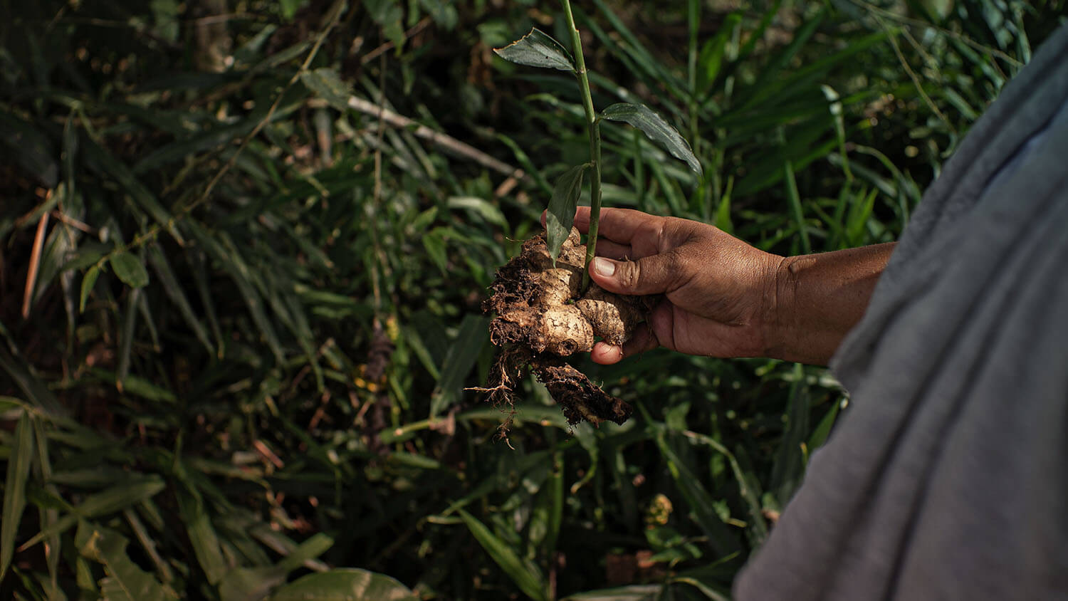 Amazonía: La tierra perdida